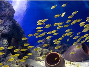 Ứng dụng công nghệ nuôi sinh vật biển ở quy mô lớn tại Bảo tàng Hải dương học